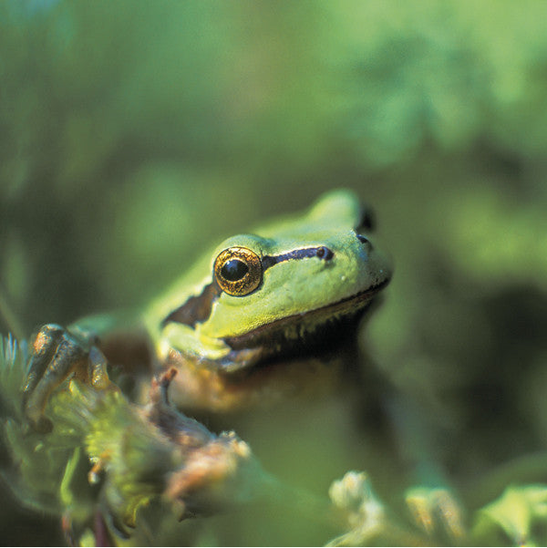 75006 - European tree frog