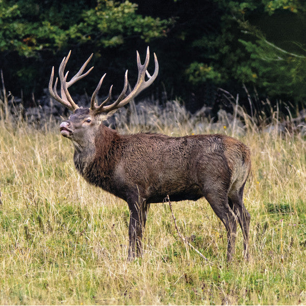 75007 - Red deer