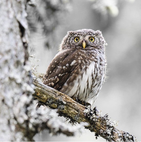 75011 - Pygmy owl