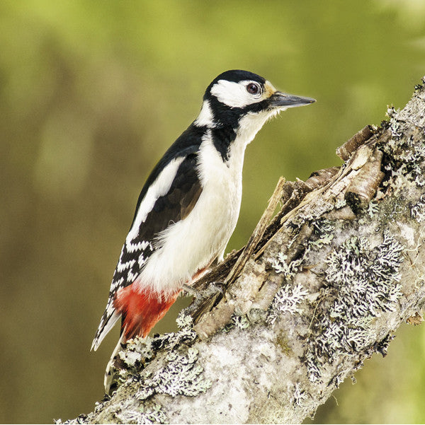 75014 - Great spotted woodpecker