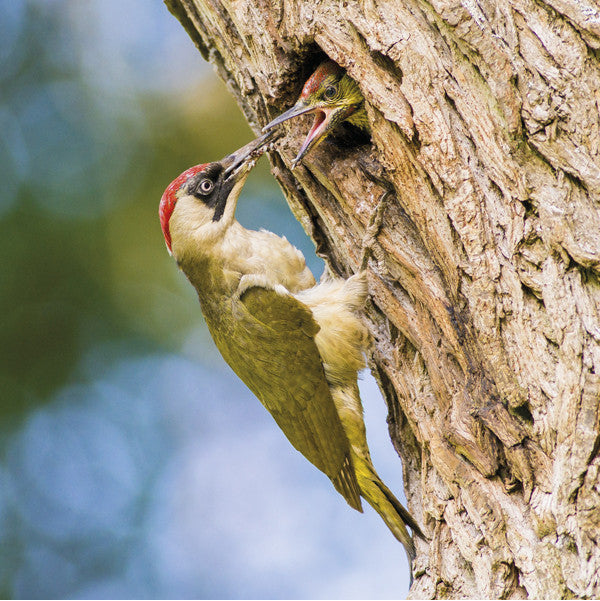 75015 - Green woodpecker