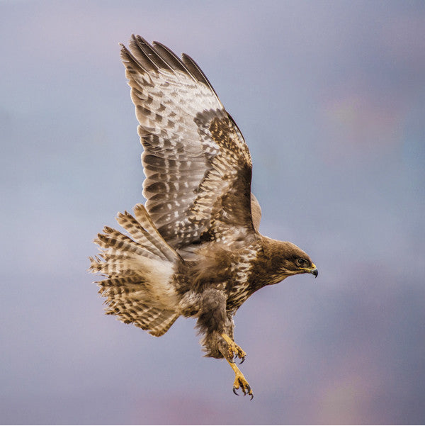 75016 - Buzzard