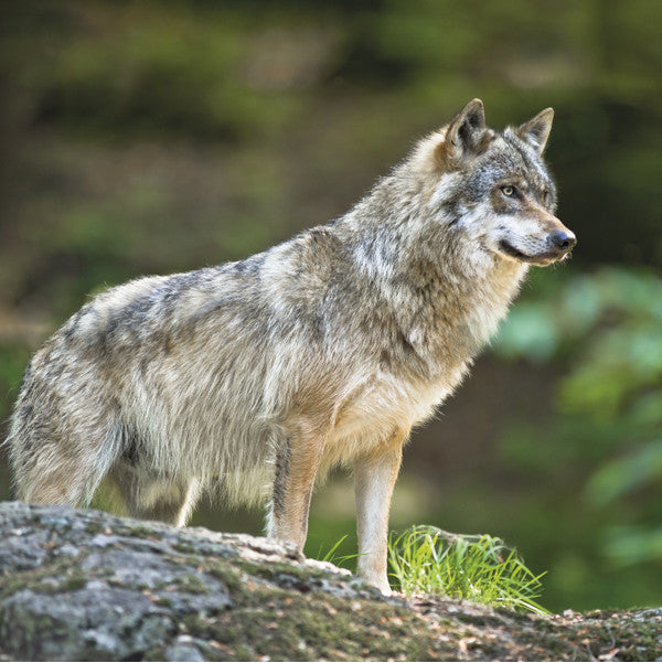 75027 - Eurasian Wolf
