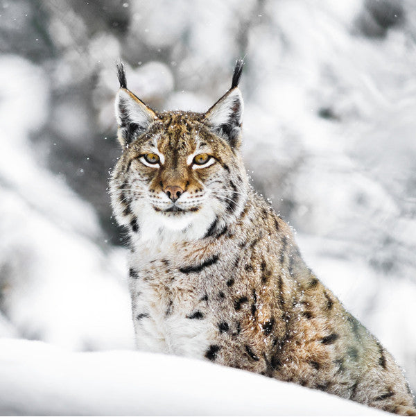75032 - Eurasian lynx