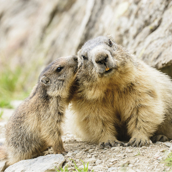 75035 - Marmottes des Alpes