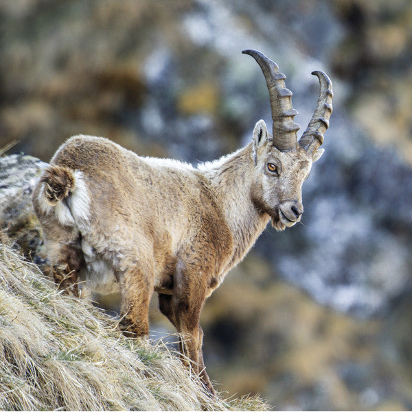 75036 - Alpine ibex