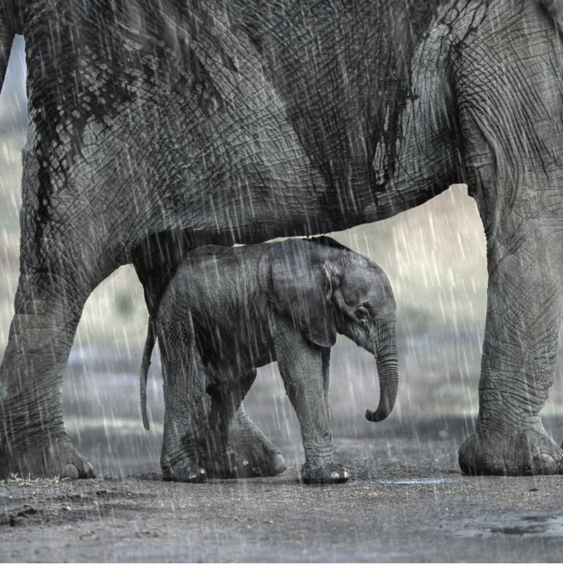 Carte de voeux - Eléphant d’Afrique