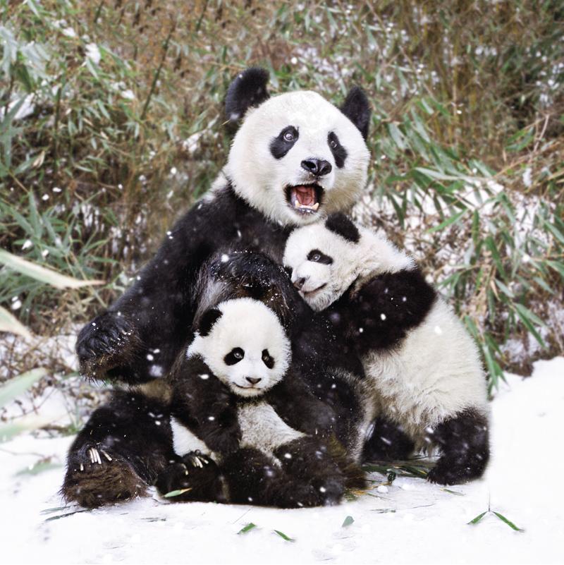 Panda géant - Carte de voeux