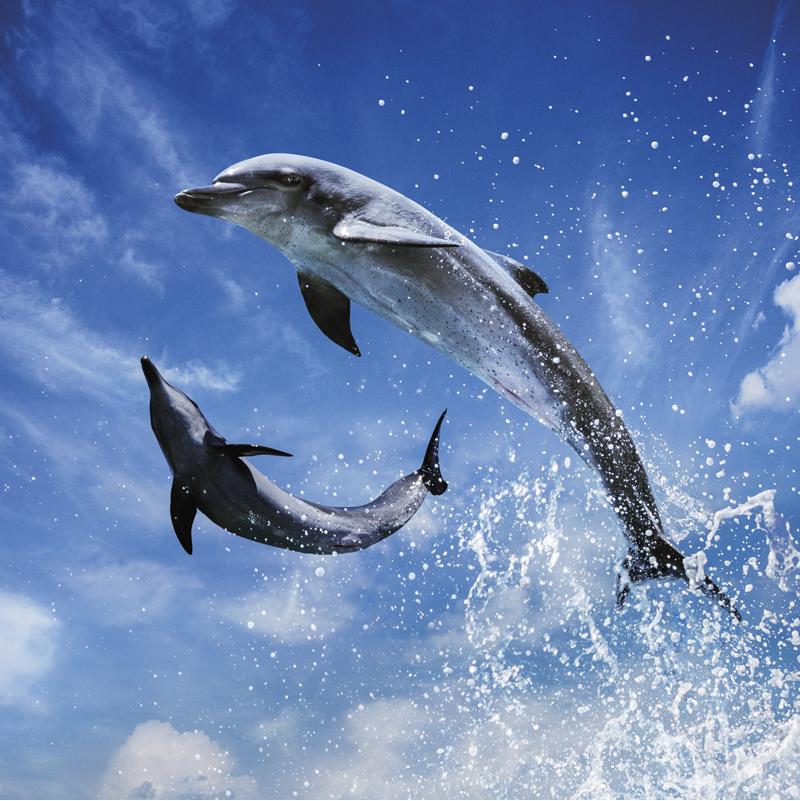 Grand dauphin - Carte de voeux