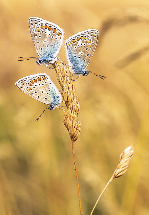 Butterflies_greetings card_198003