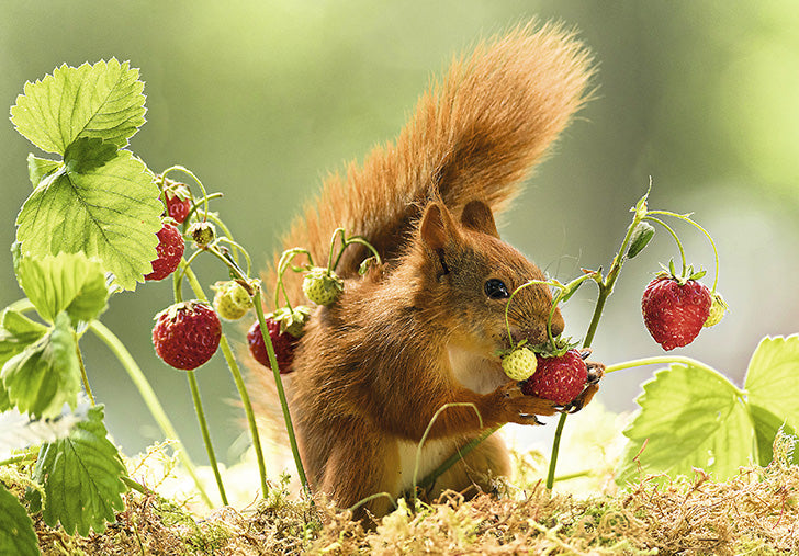 Squirrel_greetings card_197849