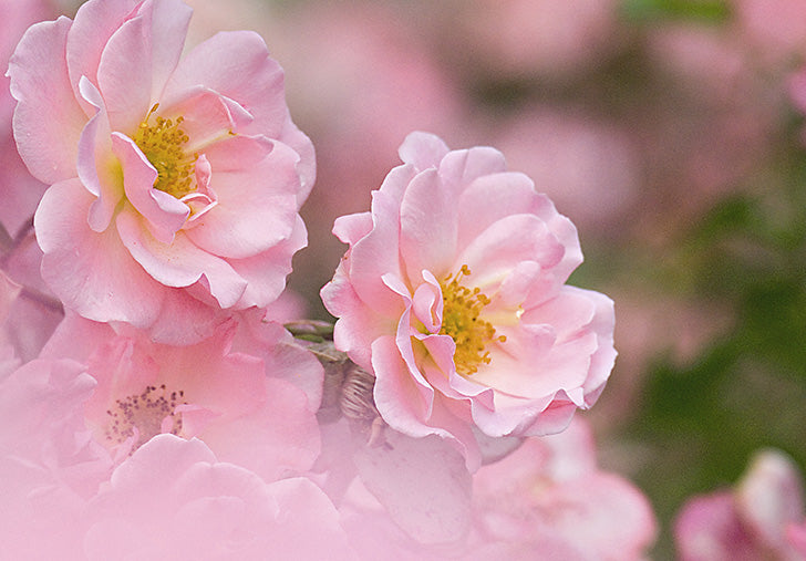 pink hedge roses_greetings card_197851.jpg
